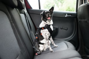 Mascota en coche